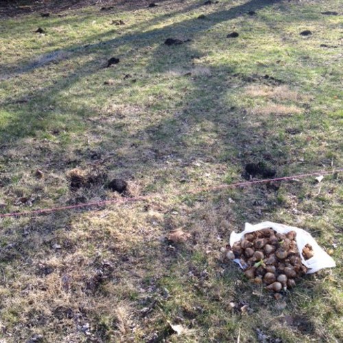 Push Th' Little Daisies Fine Gardening