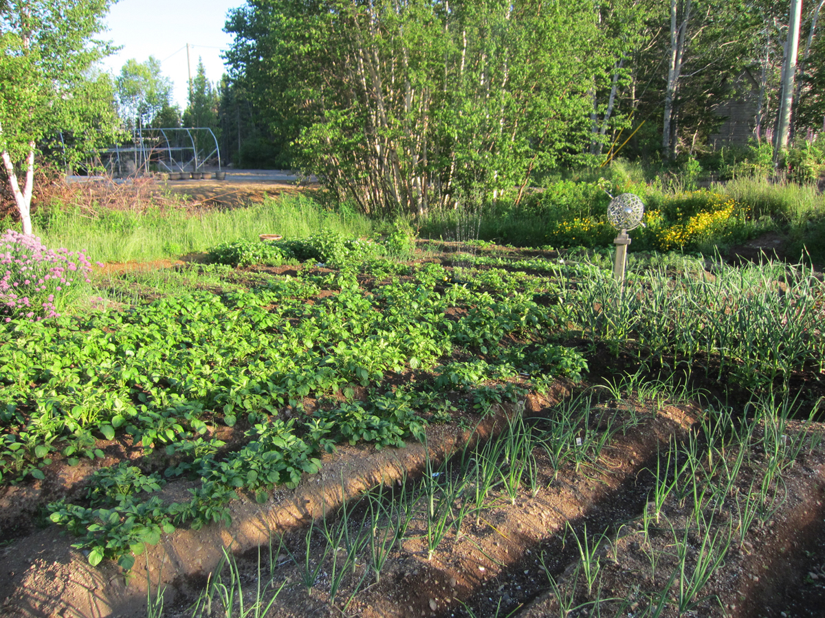 Vegetable gardening in newfoundland, Backyard Vegetable Farmers NL