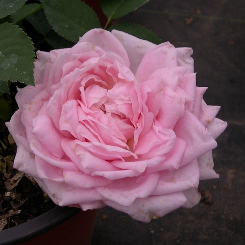 Chamblee's Rose Nursery - A Mail Order Nursery You Should Know - Fine ...
