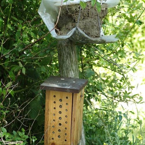 Keep Beneficial Insects, Birds and Mammals Around By Creating a Host ...