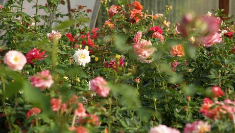 Growing Shrub Roses Can Be A Dutch Treat! - FineGardening