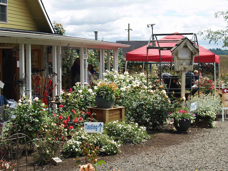 Heirloom Roses Nursery. A Mail Order Nursery You Should Know