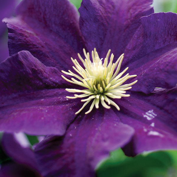Clematis Trials at the Chicago Botanic Garden FineGardening