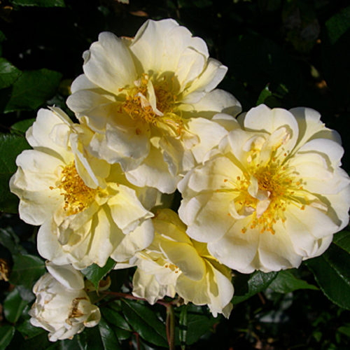 History of the Rose FineGardening