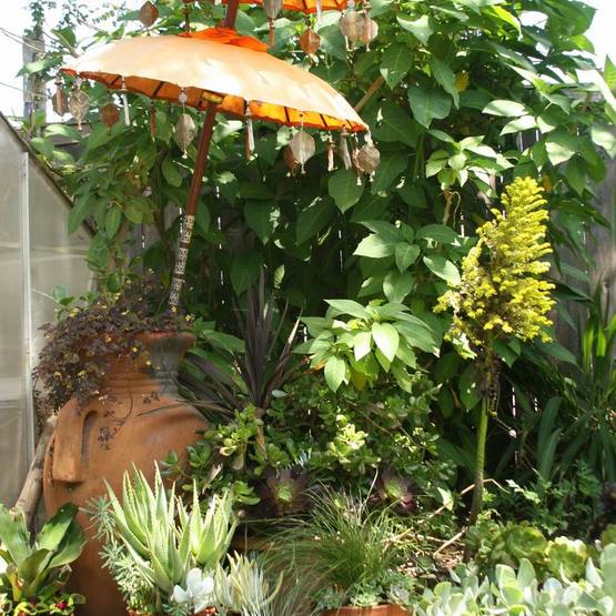 Still In Bali And Loving It Finegardening