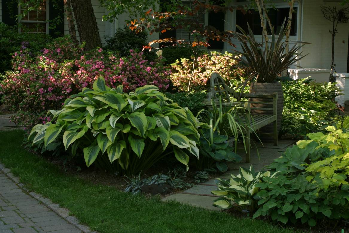 The most beautiful hosta in the world FineGardening