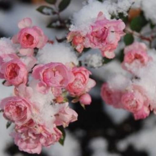 Garden in Winter 3rd runner-up! Fairy in the Snow - Fine Gardening