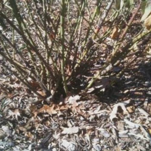 When Planting Roses; Bury The Bud Union FineGardening