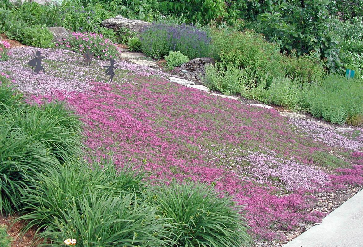 READER PHOTO! A lawn of thyme FineGardening