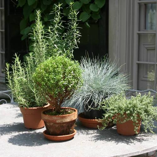 Herbs in pots are simple and stunning Fine Gardening