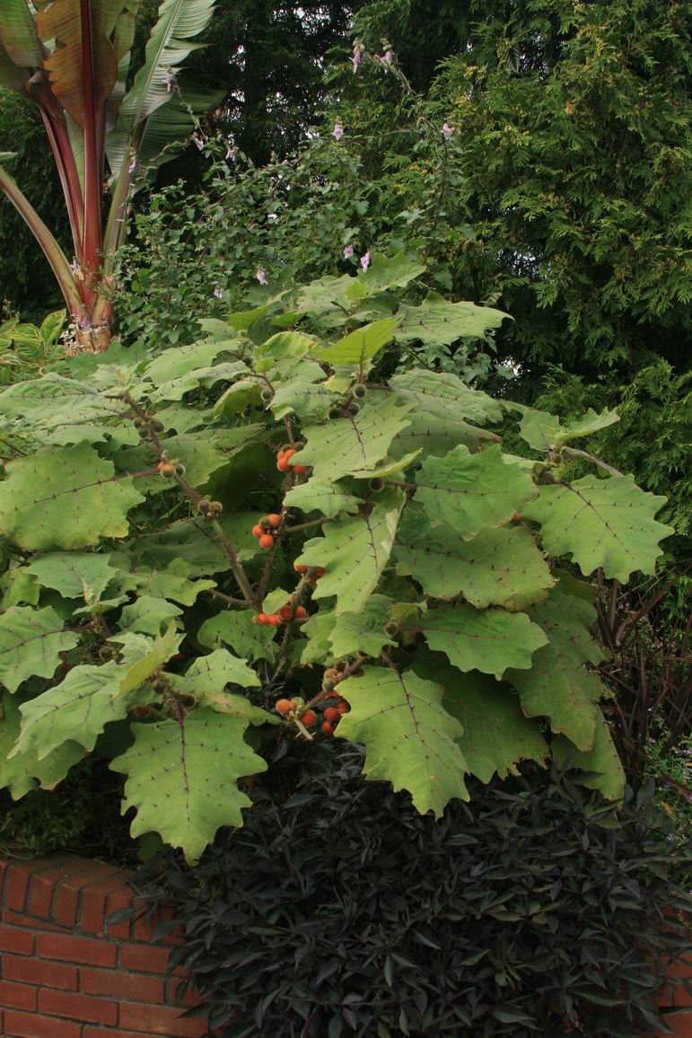 Bed of nails is a piece of cake FineGardening