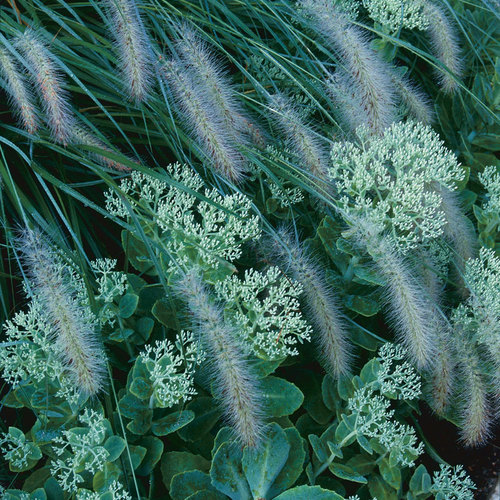 Greens Go Together FineGardening