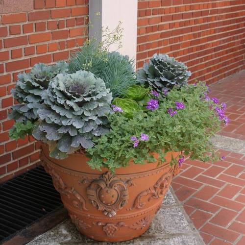 A perfect pairing of plants and pot Fine Gardening