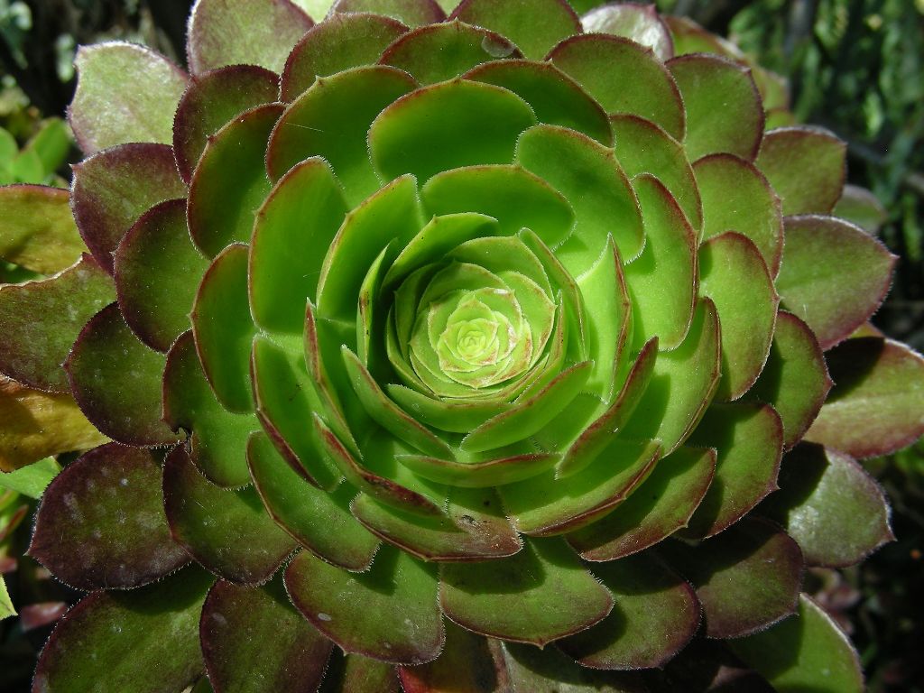 Flowers From A Bad Sci-Fi Flick - FineGardening