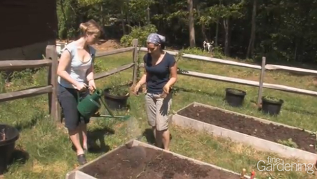 How To Plant Onions Finegardening
