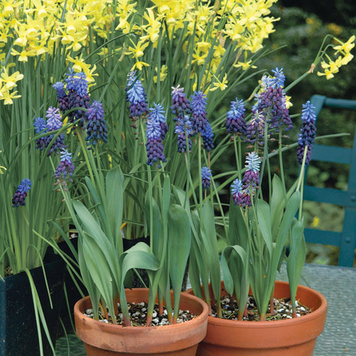 Forcing Bulbs Fine Gardening