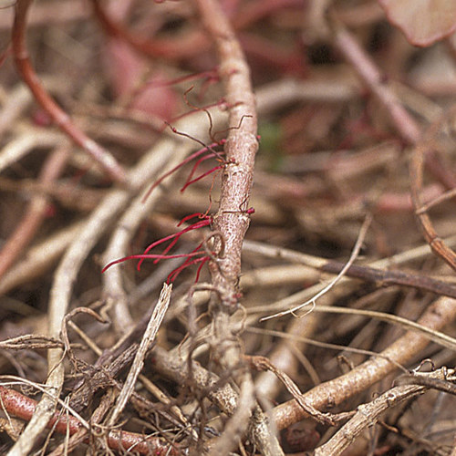 Dividing Plants With Surface Roots Fine Gardening