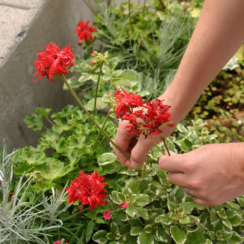 Deadheading Annuals and Perennials FineGardening