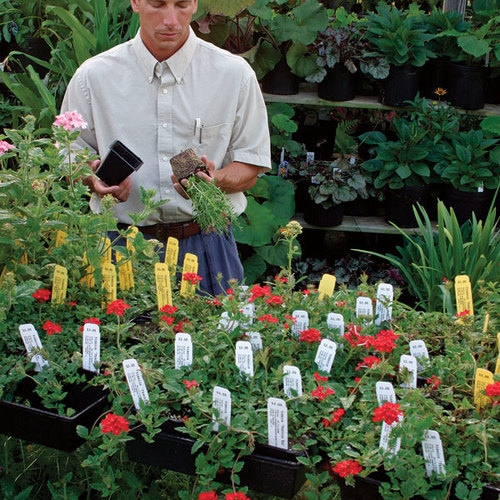 How to Buy the Best Plants FineGardening