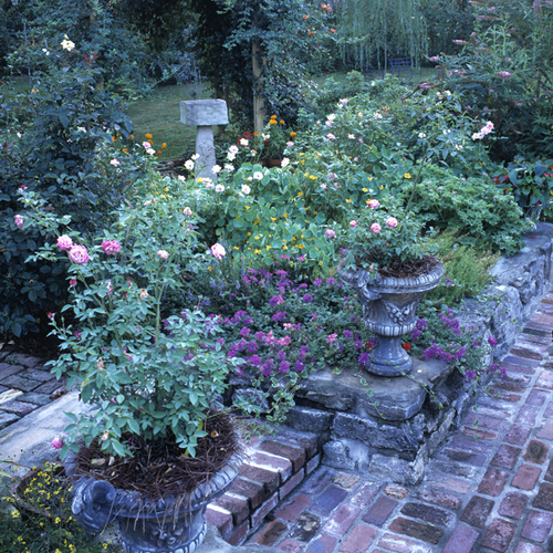 Planting Garden Roses in Containers - FineGardening