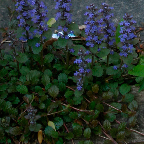 Ajuga FineGardening