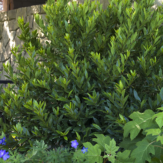 Little Ragu™ Sweet Bay FineGardening