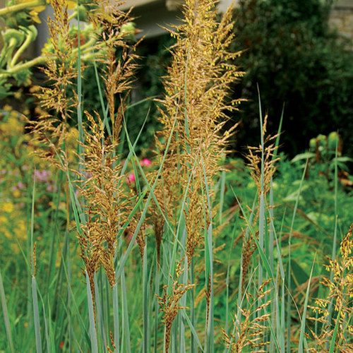 ‘Prairie Fire’ red switchgrass FineGardening