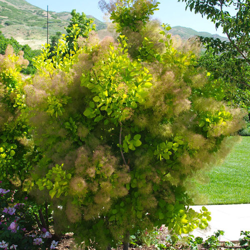 'Velvet Cloak' smoke tree FineGardening