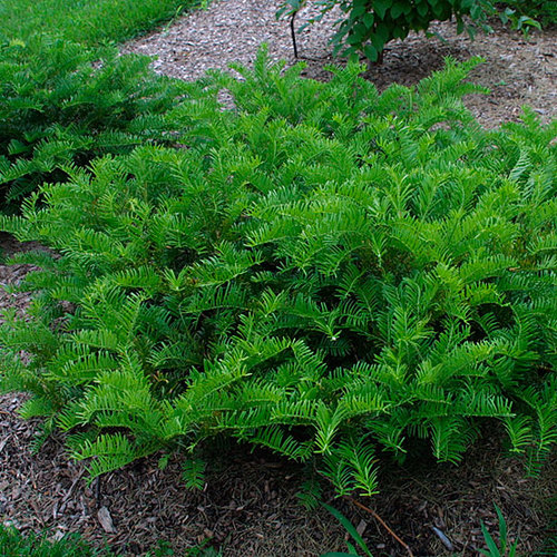 Plum yew FineGardening