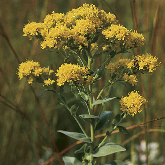 Solidago Rigidum Stiff goldenrod - FineGardening