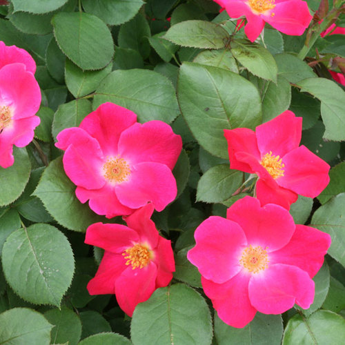 Surfinia Summer Double Pink Petunia FineGardening