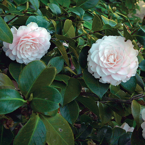 Japanese Camellia Finegardening
