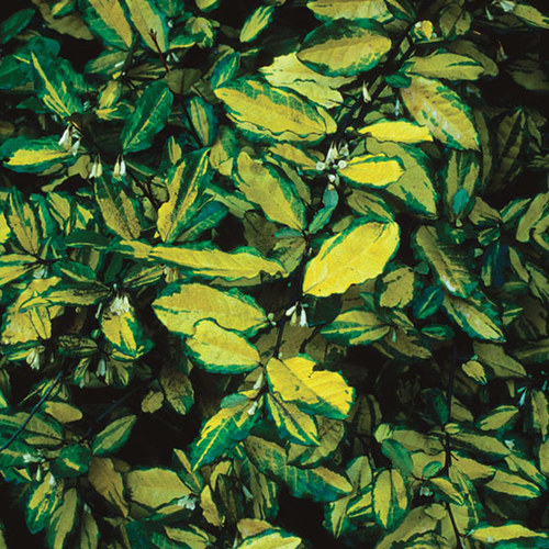 Variegated Silverberry Finegardening