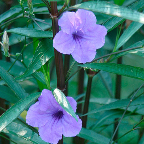 Mexican petunia FineGardening