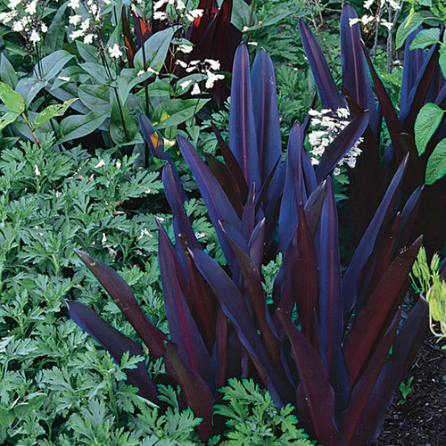 'Oakhurst' pineapple lily FineGardening