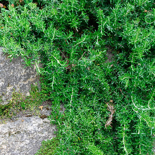 Creeping rosemary - FineGardening