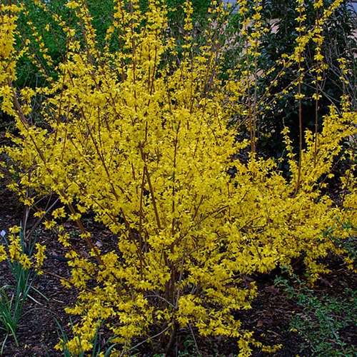 Forsythia Finegardening
