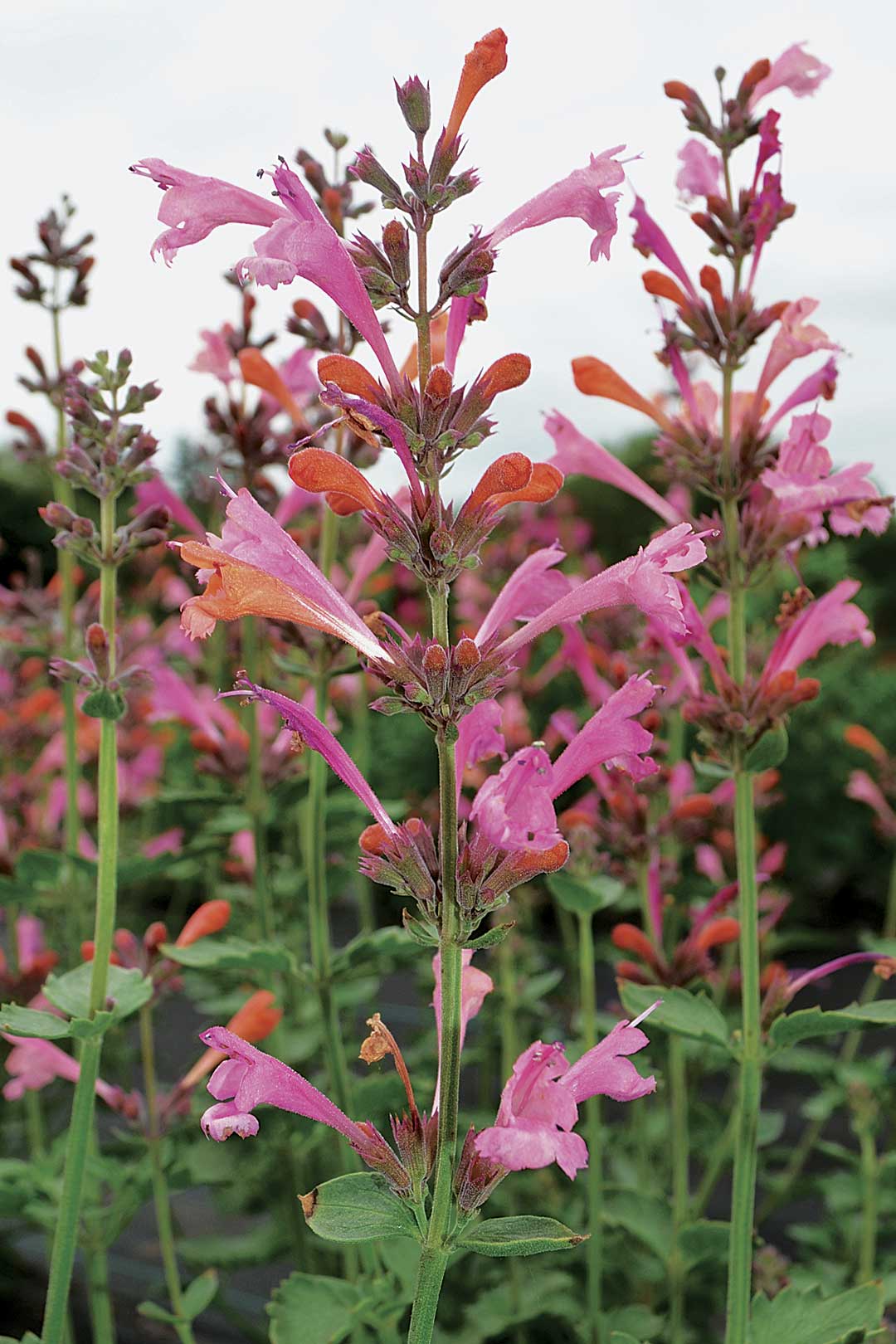 Best Fragrant Perennials Northwest FineGardening