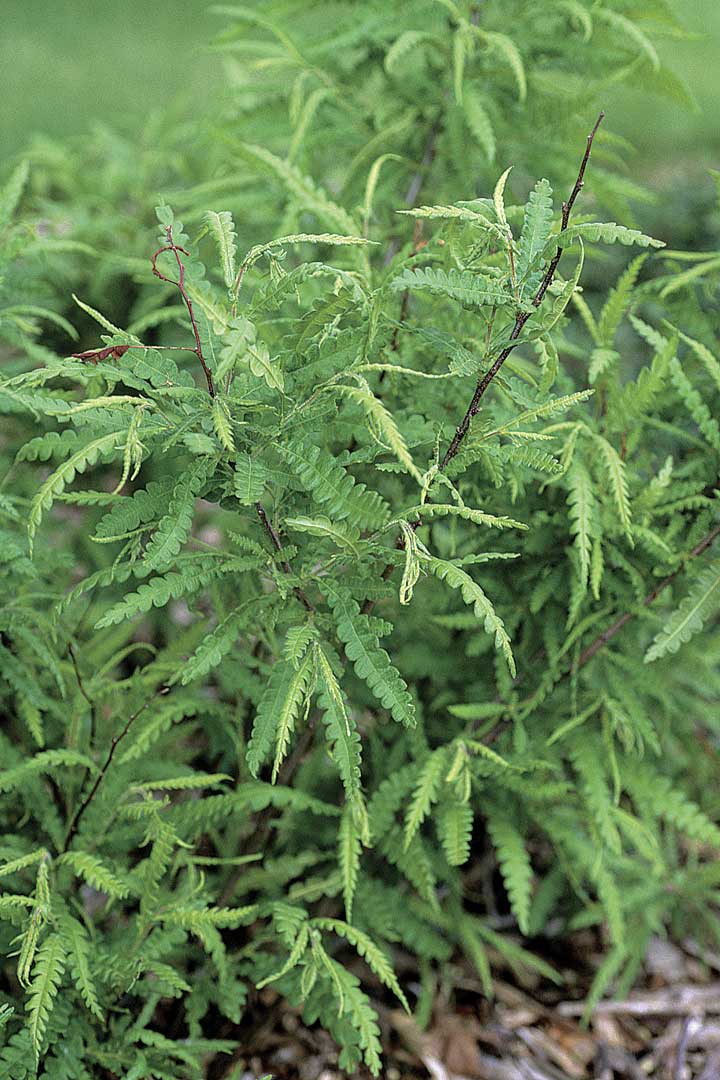 Best Fragrant Perennial Plants for the Northern Plains