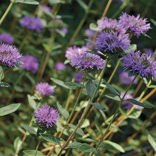 Best Fragrant Perennials Central California FineGardening