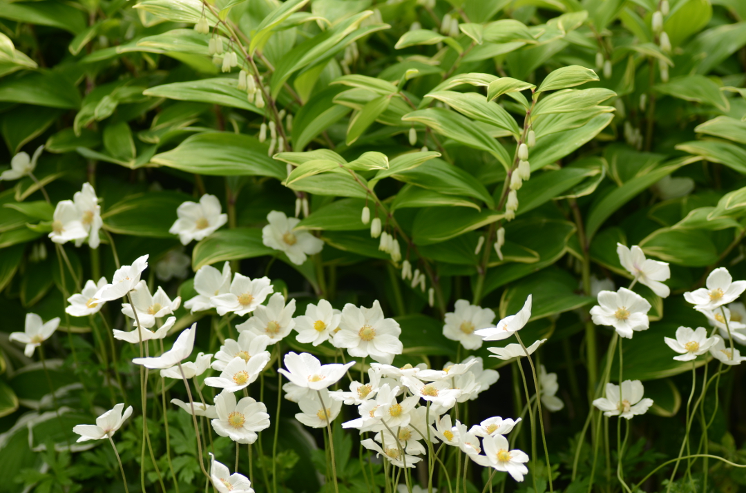 A Shady Garden in Iowa - Part 1