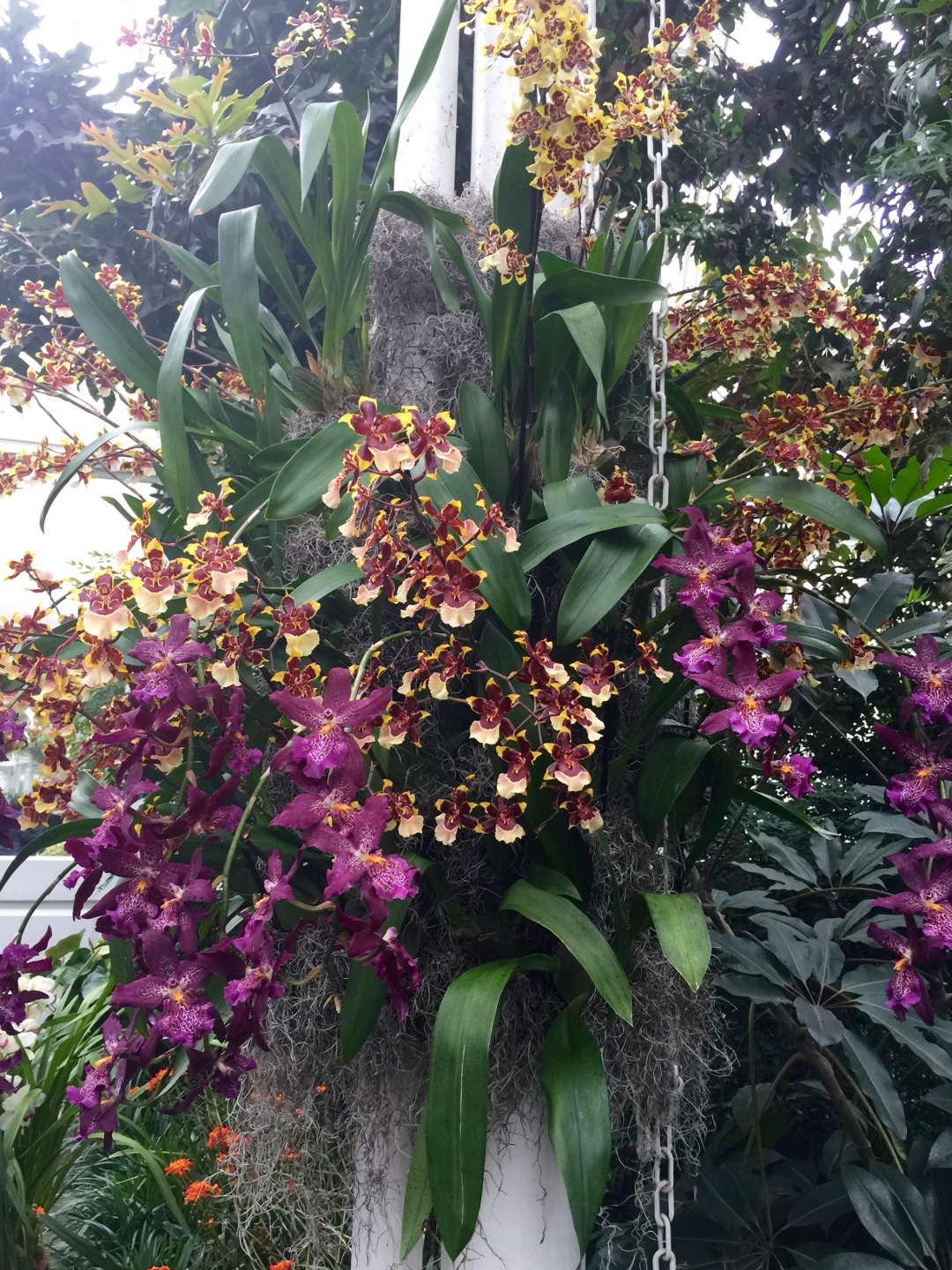 New York Botanic Garden Orchid Show FineGardening