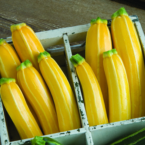 List of vegetables visual data 3