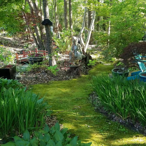 Loving the Swamp Fine Gardening