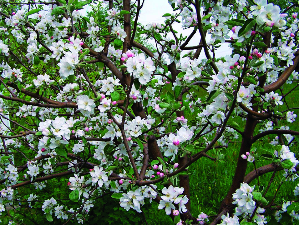 Tips for Growing Apple Trees FineGardening