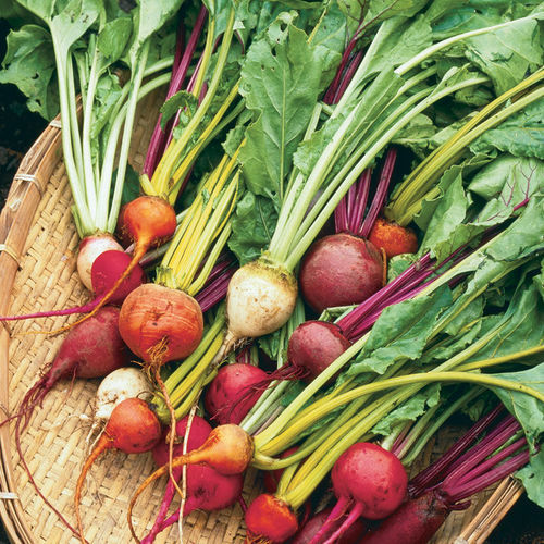 How to Grow Beets FineGardening