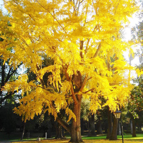 Trees Make the Garden - FineGardening