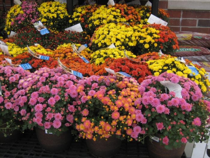 Growing the Best Mums FineGardening