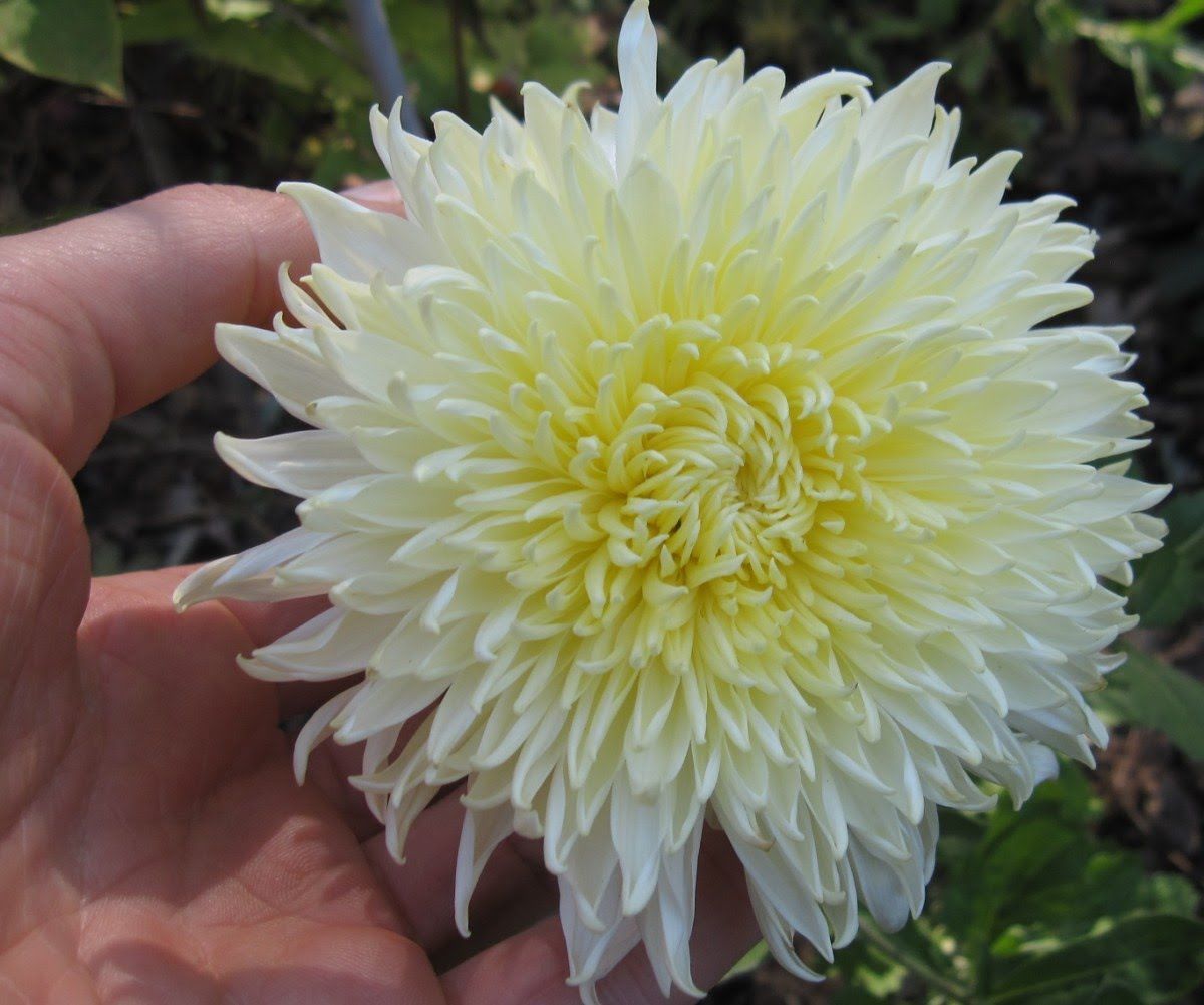 Growing the Best Mums FineGardening