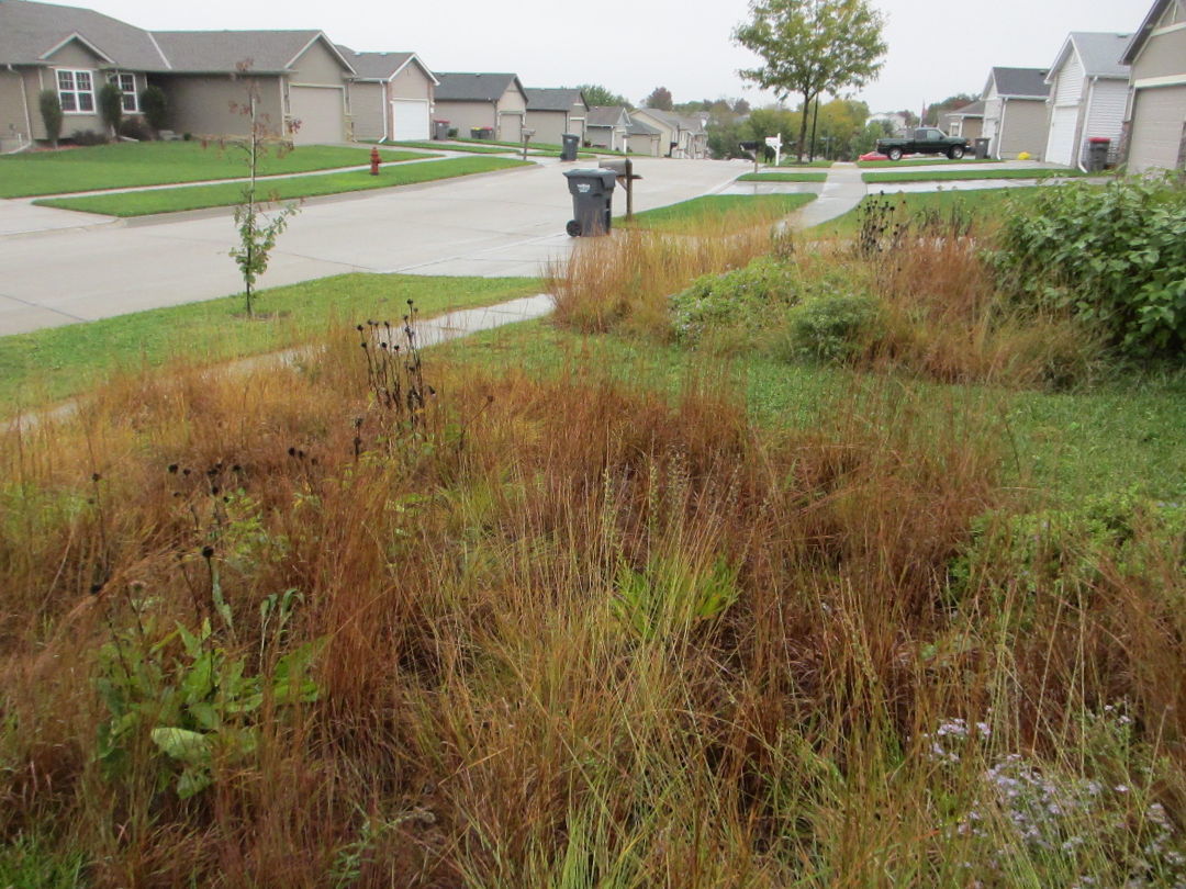 Nebraska Suburban Prairie Garden - FineGardening